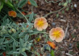 Helianthemum hybridum Cheviot / Barackszínű napvirág